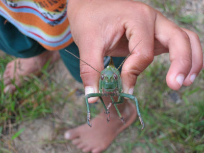Barn viser stor græshoppe frem på billede af Francis Alÿs